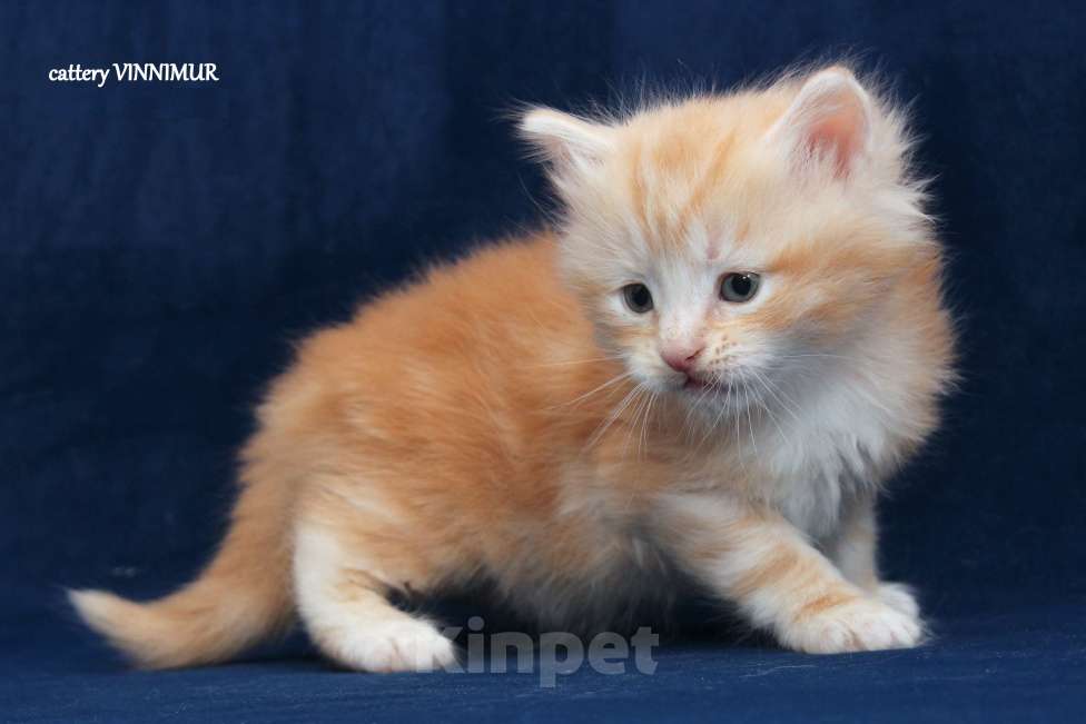 Кошки в Санкт-Петербурге: Сибирский котенок Мальчик, Бесплатно - фото 4