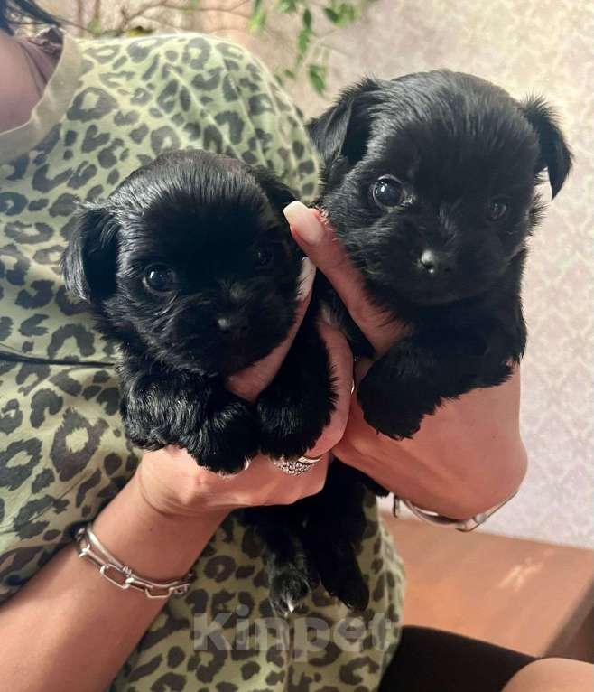 Собаки в Калуге: Продам щеночков! Мальчик, 15 000 руб. - фото 2