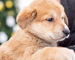 Собаки в Москве: Бесподобные щенки, мальчики и девочки в добрые руки Мальчик, Бесплатно - фото 1