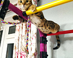 Кошки в Челябинске: ВЯЗКА, Бенгальская кошка Девочка, 1 руб. - фото 2