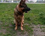 Собаки в Барнауле: Вязка, 1 руб. - фото 4