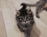 Кошки в Малмыже: Котенок от шотландской кошки, 500 руб. - фото 4
