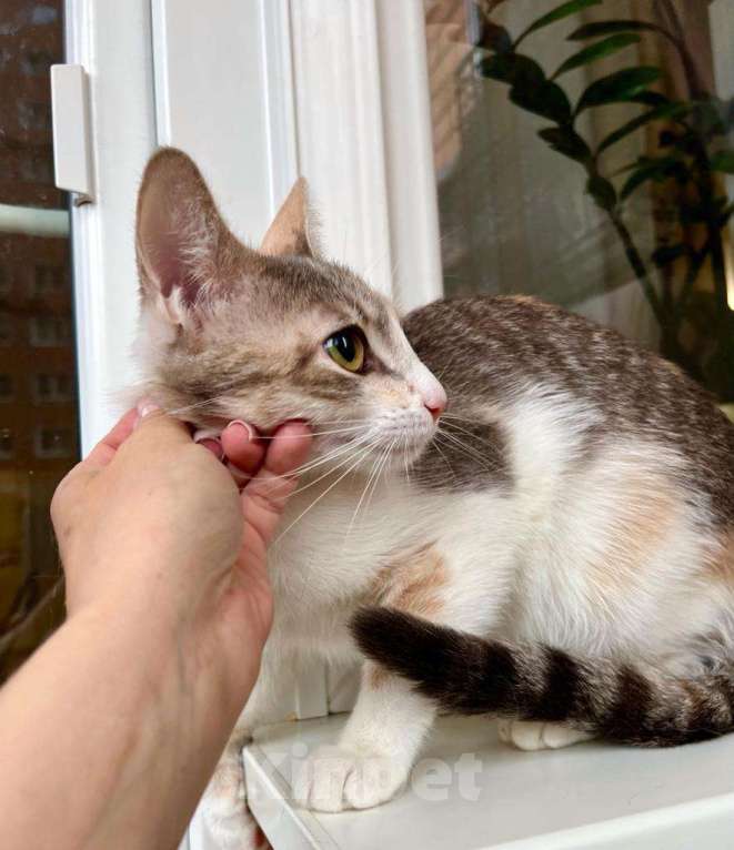 Кошки в Москве: Лика - трехцветная, нежная, теплая, добрая кошка в добрые руки Девочка, Бесплатно - фото 5