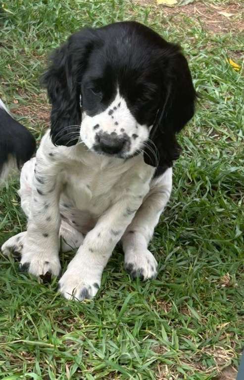 Собаки в других городах Московской области: Щенки русского охотничьего спаниеля. Девочка, 15 000 руб. - фото 2