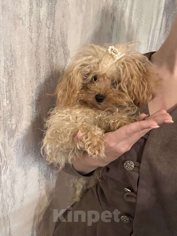 Собаки в Москве: Девочка взрослая Девочка, 350 000 руб. - фото 2