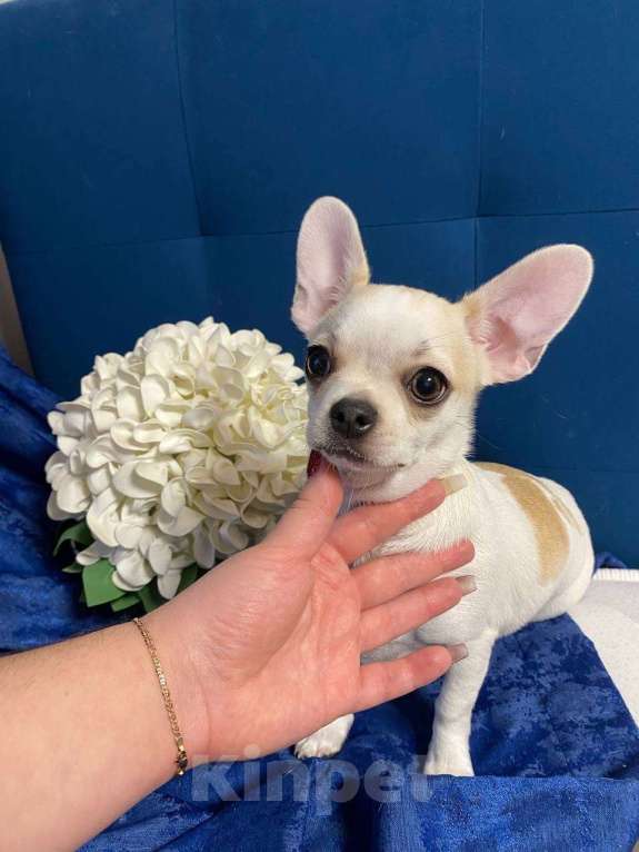 Собаки в Москве: Щенок чихуахуа девочка гладкошерстная  Девочка, 45 000 руб. - фото 2