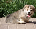 Собаки в Одинцово: Вельш Корги Пемброк Мальчик, 60 000 руб. - фото 3