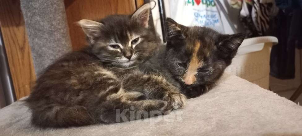 Кошки в Симферополе: Котята Девочка, 50 руб. - фото 6
