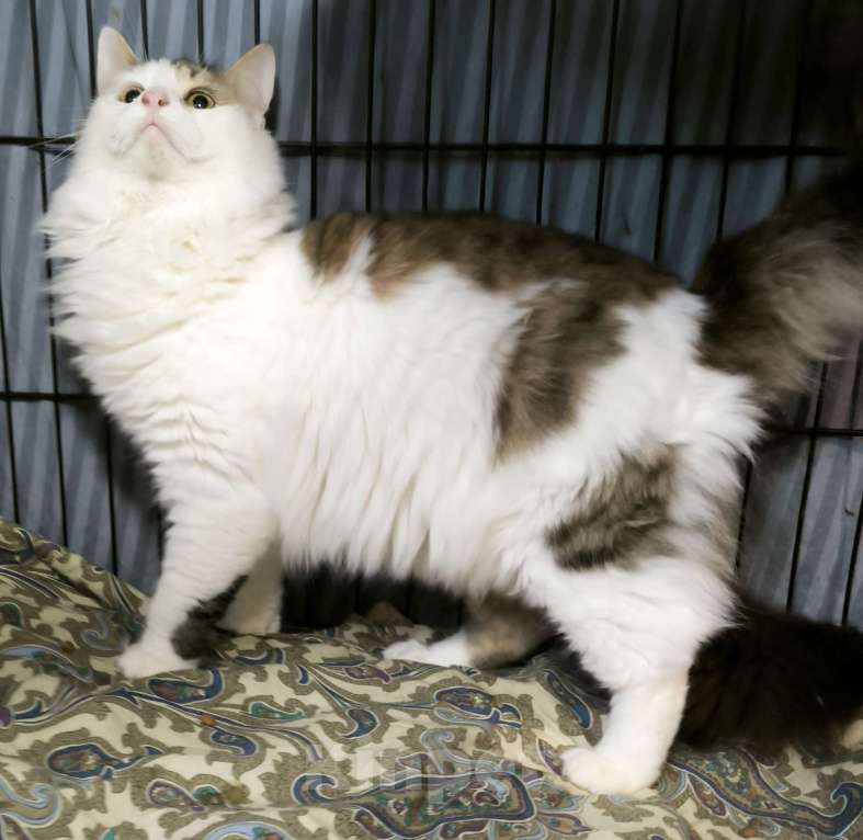 Кошки в Санкт-Петербурге: Ласковее мальчика не найдете Мальчик, 100 руб. - фото 4