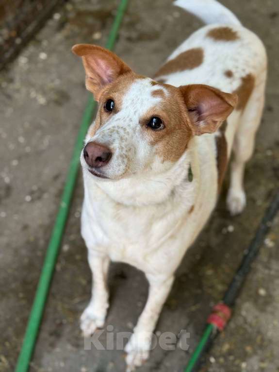 Собаки в Москве: Веснушка, девочка поцелованная солнцем Девочка, Бесплатно - фото 3