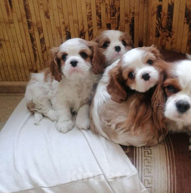 Собаки в Москве: Кавалер Кинг Чарльз детки. Разнополые, 80 000 руб. - фото 3