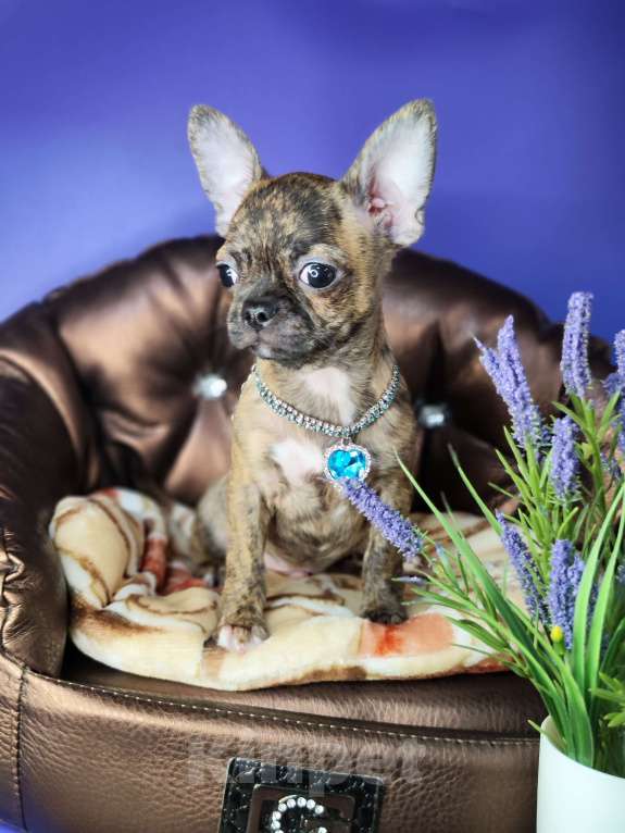 Собаки в Москве: Мальчики чихуахуа бейби фейс  Мальчик, 25 000 руб. - фото 2