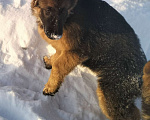 Собаки в других городах Красноярского края: щенки немецкой овчарки длинники Девочка, 45 000 руб. - фото 1