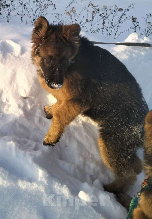 Собаки в других городах Красноярского края: щенки немецкой овчарки длинники Девочка, 45 000 руб. - фото 1