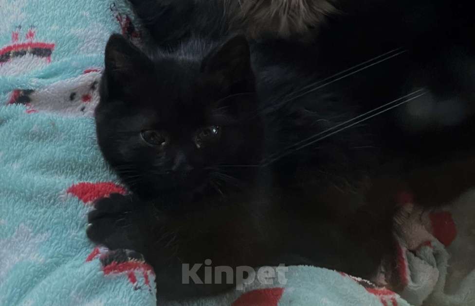 Кошки в других городах Московской области: Трехмесячные котята в добрые руки Мальчик, Бесплатно - фото 4