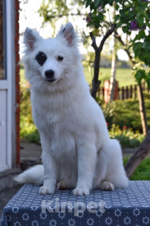Собаки в Москве: Ненецкая оленегонная лайка, сука Хотару. Девочка, 50 000 руб. - фото 7