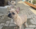 Собаки в Севастополе: Щенок французского бульдога Мальчик, 45 000 руб. - фото 2