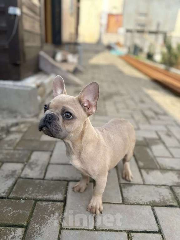Собаки в Севастополе: Щенок французского бульдога Мальчик, 45 000 руб. - фото 2