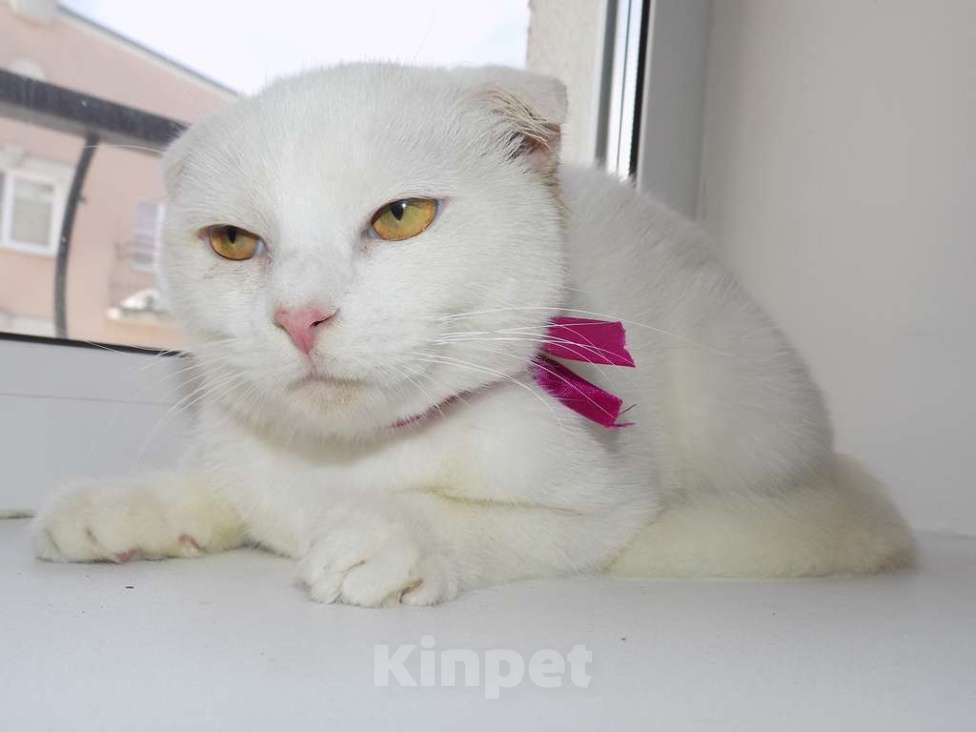 Кошки в Москве: Шотландская вислоухая девочка Девочка, 15 000 руб. - фото 3