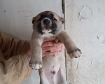Собаки в Мценске: Продам собаку Мальчик, 8 000 руб. - фото 2