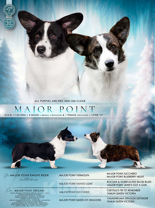 Собаки в Москве: Вельш корги кардиган Мальчик, 40 000 руб. - фото 5