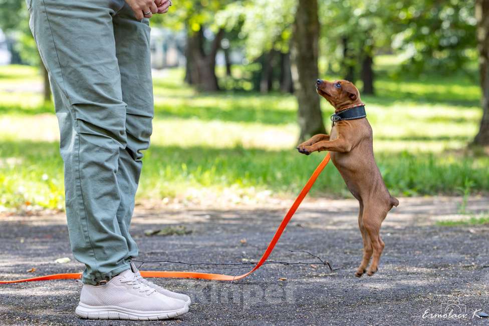 Собаки в Подольске: Цвергпинчер Оти Пампкин Девочка, 50 000 руб. - фото 6