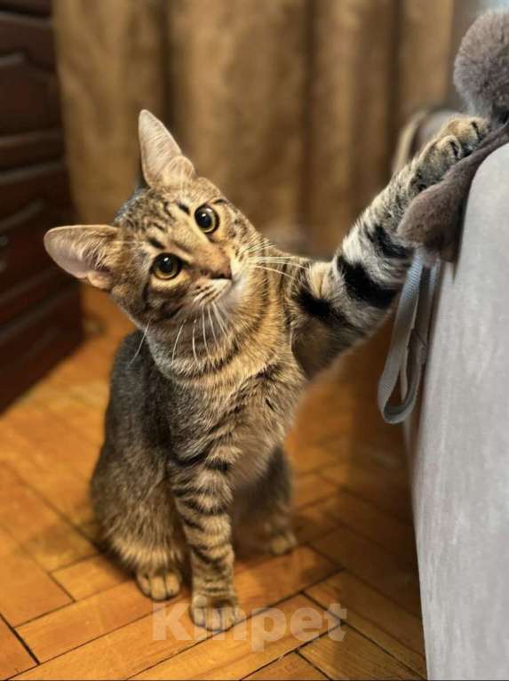 Кошки в Москве: Котенок в добрые руки Мальчик, Бесплатно - фото 2