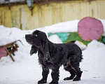 Собаки в Москве: Спаниель пес Терри ищет дом Мальчик, Бесплатно - фото 1