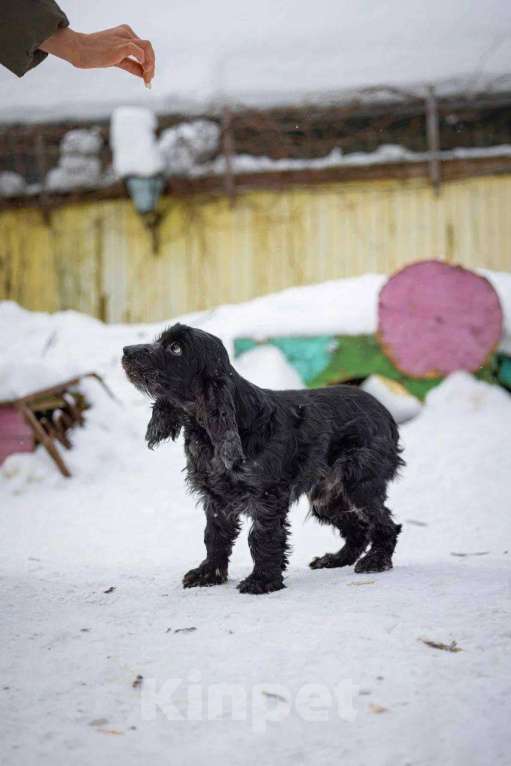 Собаки в Москве: Спаниель пес Терри ищет дом Мальчик, Бесплатно - фото 1
