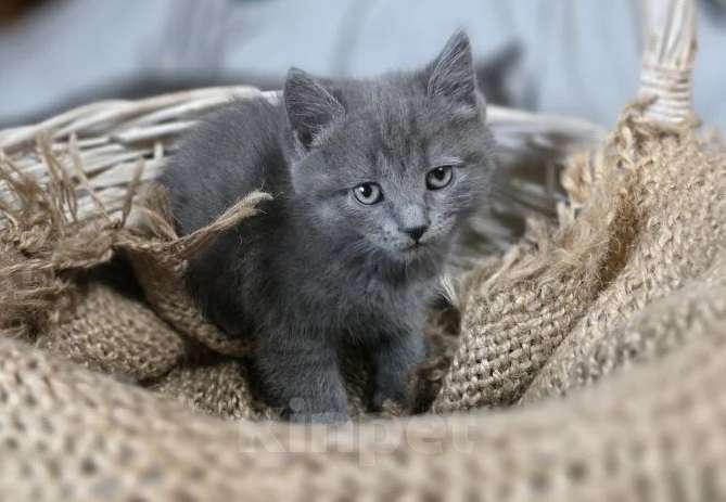 Кошки в Москве: Голубой котенок в дар Девочка, Бесплатно - фото 3