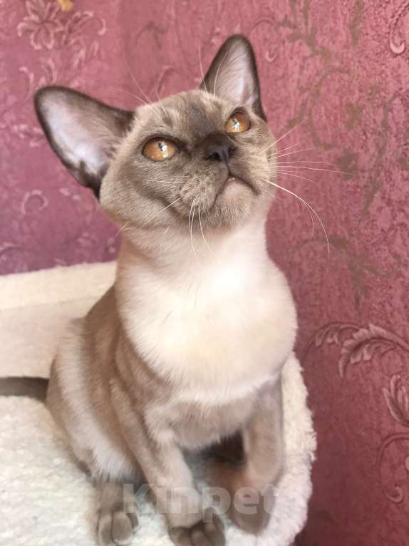 Кошки в Москве: Бурма в доме Девочка, 50 000 руб. - фото 2