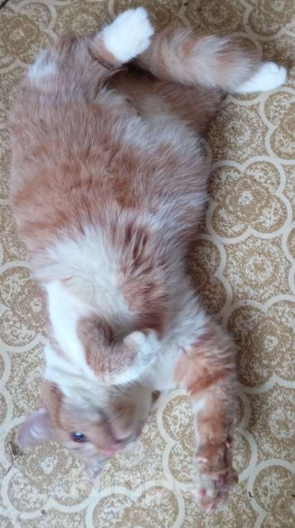 Кошки в Москве: Ярко-рыжий шотландский котик Мальчик, Бесплатно - фото 2