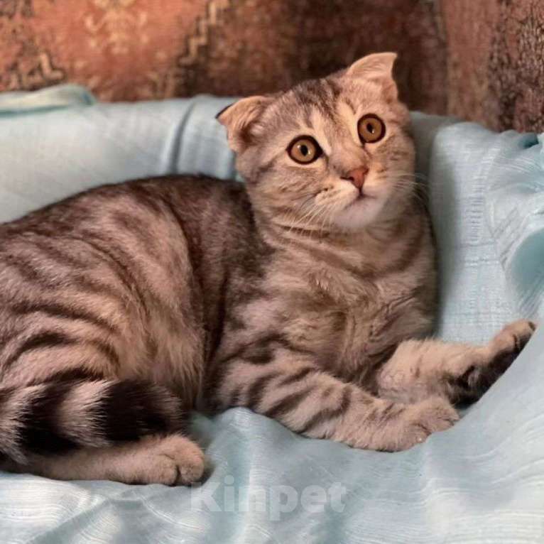 Кошки в Москве: Матроскин, жертва живодеров Мальчик, Бесплатно - фото 2