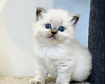 Кошки в Перми: Рэгдолл выслкопородная малышка Девочка, 80 000 руб. - фото 1