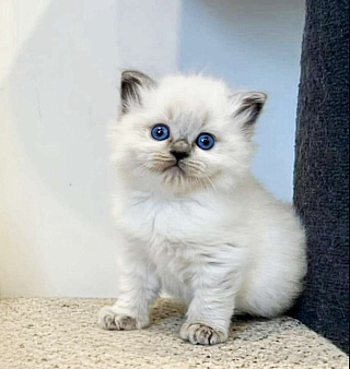 Рэгдолл выслкопородная малышка