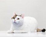 Кошки в Москве: котик Лёлик ждет свою семью Мальчик, Бесплатно - фото 2