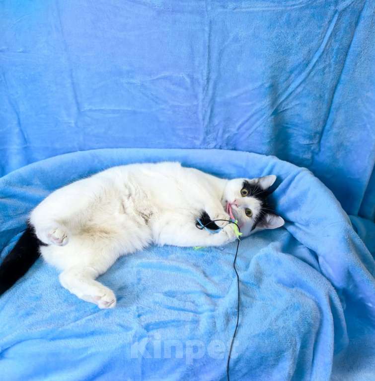 Кошки в Москве: Котик Федя ищет семью! Мальчик, Бесплатно - фото 5