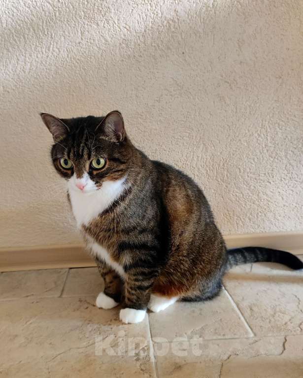 Кошки в Санкт-Петербурге: Отдадим в добрые руки кошечку Алису Девочка, Бесплатно - фото 6