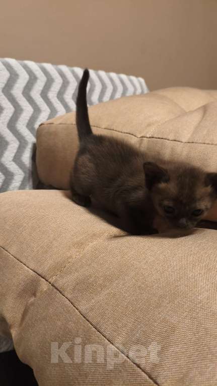 Кошки в Москве: Бурманские котята  Девочка, 25 000 руб. - фото 2