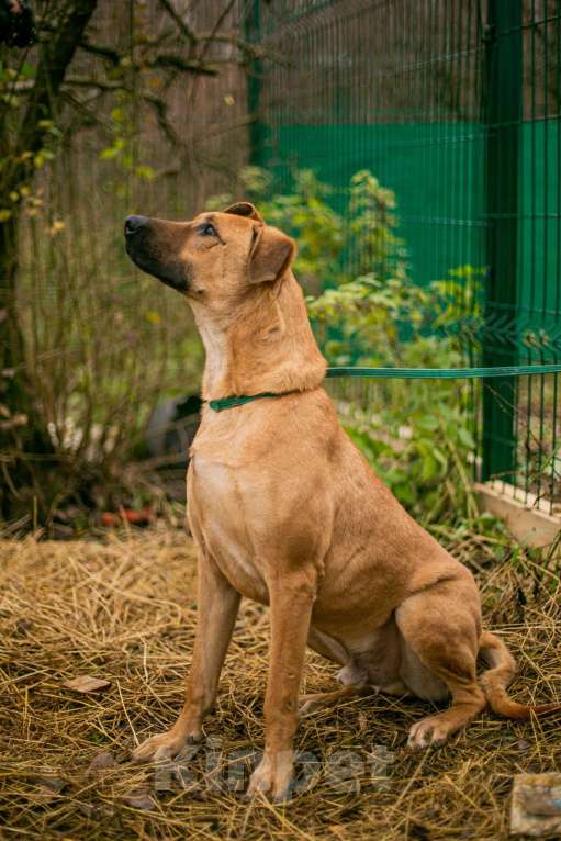 Собаки в Москве: Дрон Мальчик, Бесплатно - фото 2