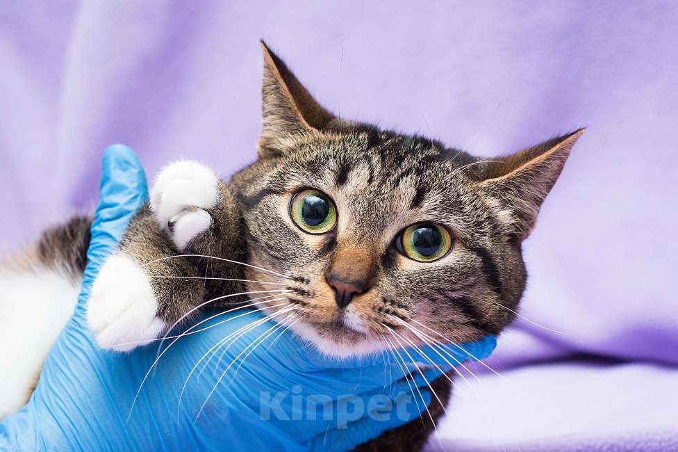 Кошки в Москве: 4Пихту никто не замечает 💔 Она слишком "обычная", чтобы быть кому-то нужной Девочка, Бесплатно - фото 3