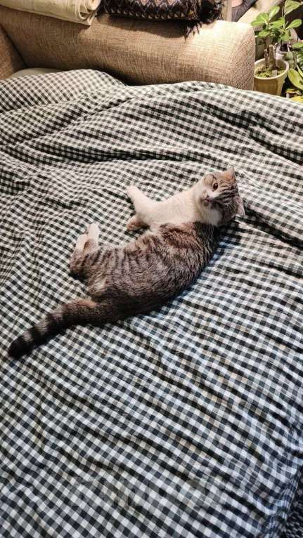 Кошки в Москве: Ищем брошенному на улице коту новых хозяев Мальчик, Бесплатно - фото 4