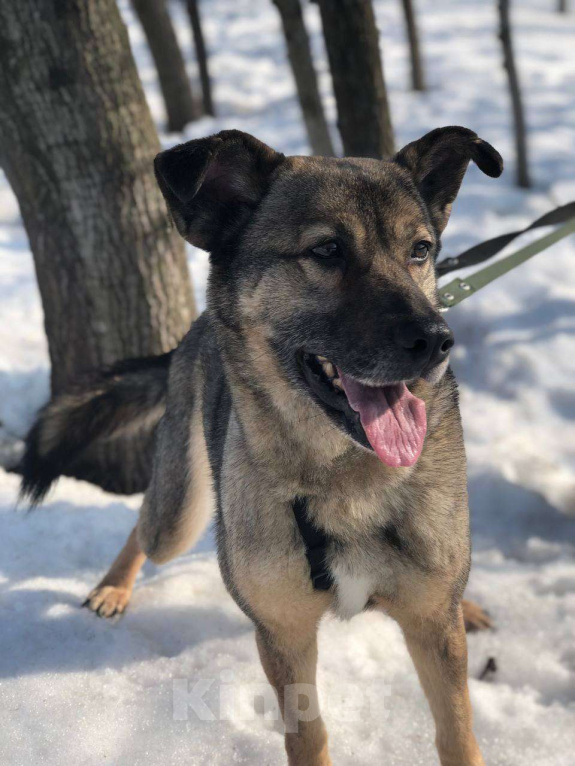 Собаки в Москве: Хозяин, ты где? Чудесная Боня ищет тебя! Девочка, Бесплатно - фото 3