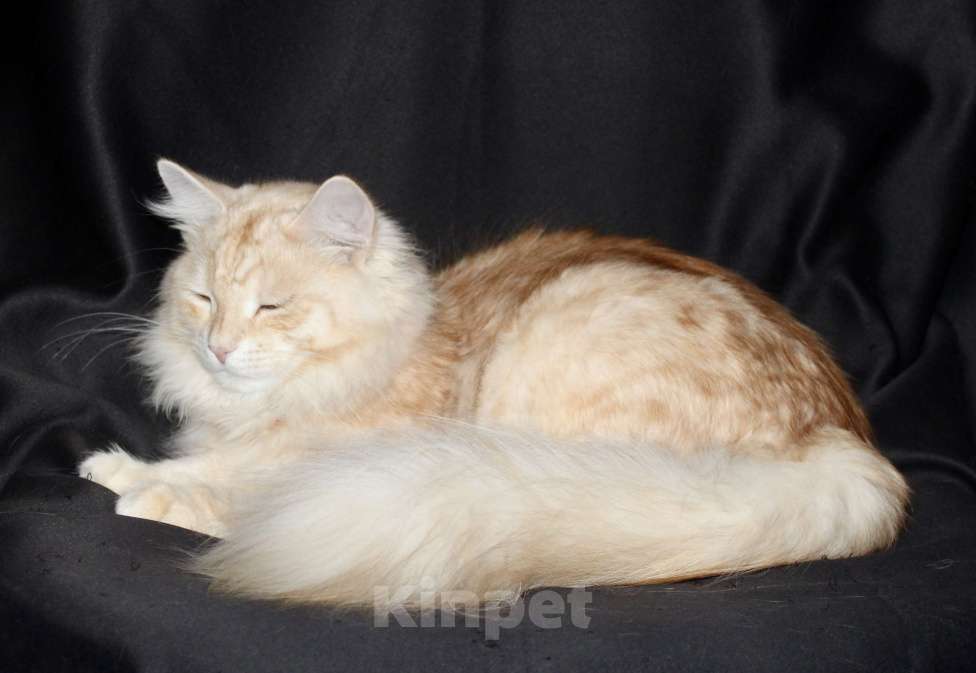 Кошки в Тюмени: Сибирский котёнок Мальчик, 35 000 руб. - фото 6