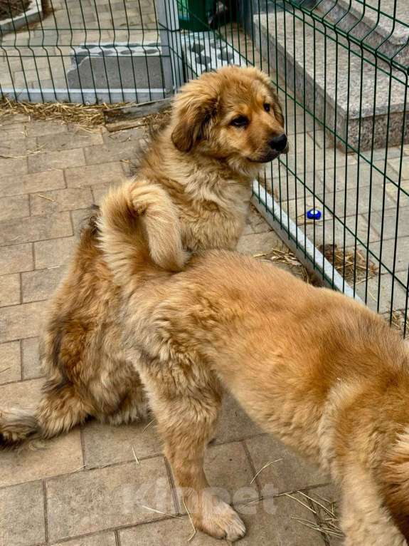 Собаки в Всеволожске: Ждут своих мам и пап Мальчик, Бесплатно - фото 3