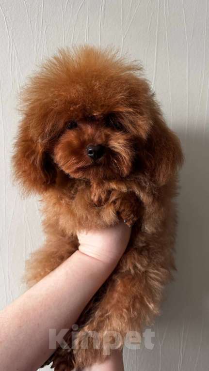 Собаки в Москве: Теди пудель Мальчик, 150 000 руб. - фото 1