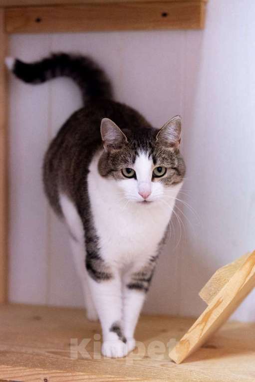 Кошки в Москве: Она спасла своих малышей. Теперь спасите её Девочка, Бесплатно - фото 3