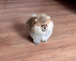 Собаки в Санкт-Петербурге: Мини мальчик померанского шпица , Марти Мальчик, 60 000 руб. - фото 2