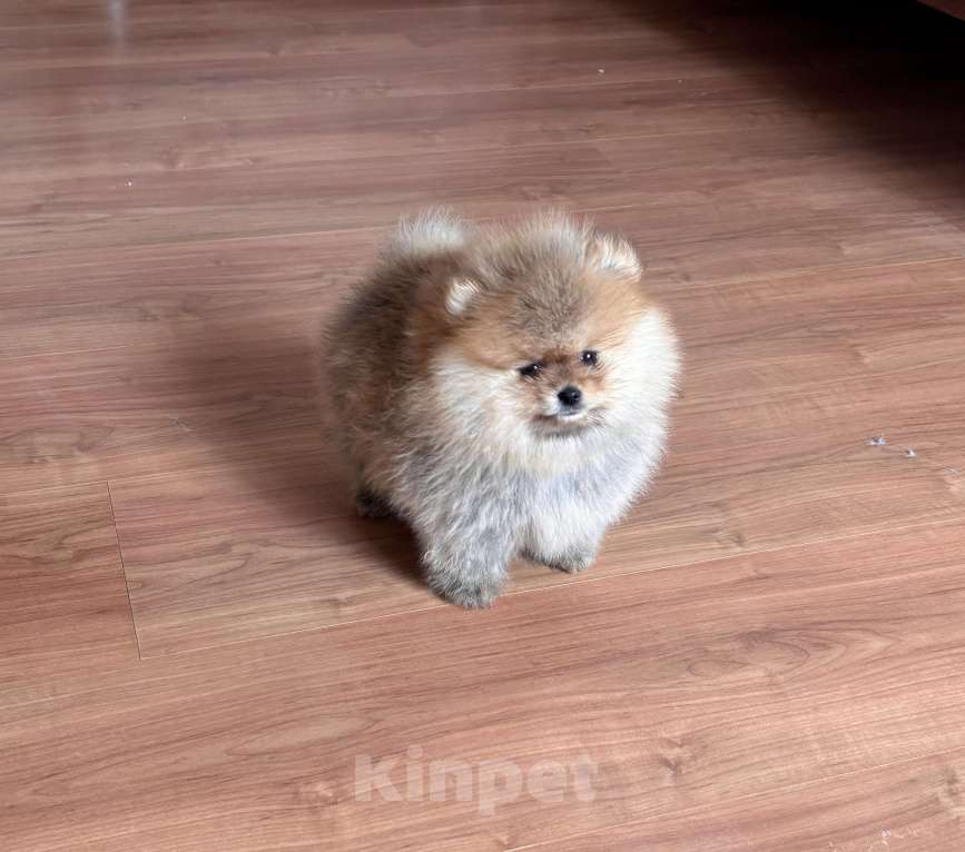 Собаки в Санкт-Петербурге: Мини мальчик померанского шпица , Марти Мальчик, 60 000 руб. - фото 2