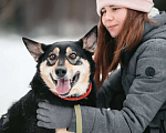 Собаки в Москве: Добрая собака давно ждёт хозяина Девочка, Бесплатно - фото 10